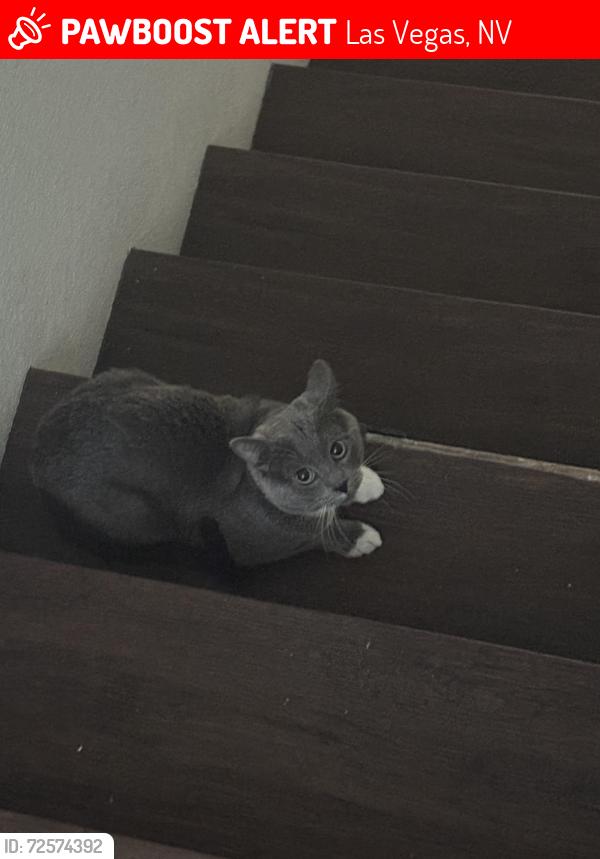 Lost Male Cat last seen Laurel Hills community, Las Vegas, NV 89178