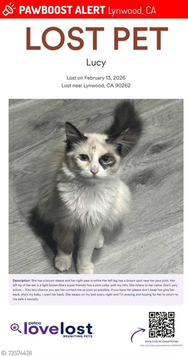 Lost Female Cat last seen Carlin Ave and Waldorf Dr, Lynwood, CA 90262