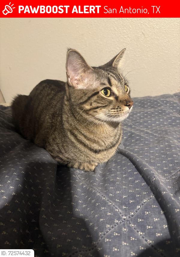 Lost Male Cat last seen In the Mission Villas Apartment Complex , San Antonio, TX 78214