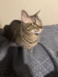 Lost Male Cat last seen In the Mission Villas Apartment Complex , San Antonio, TX 78214