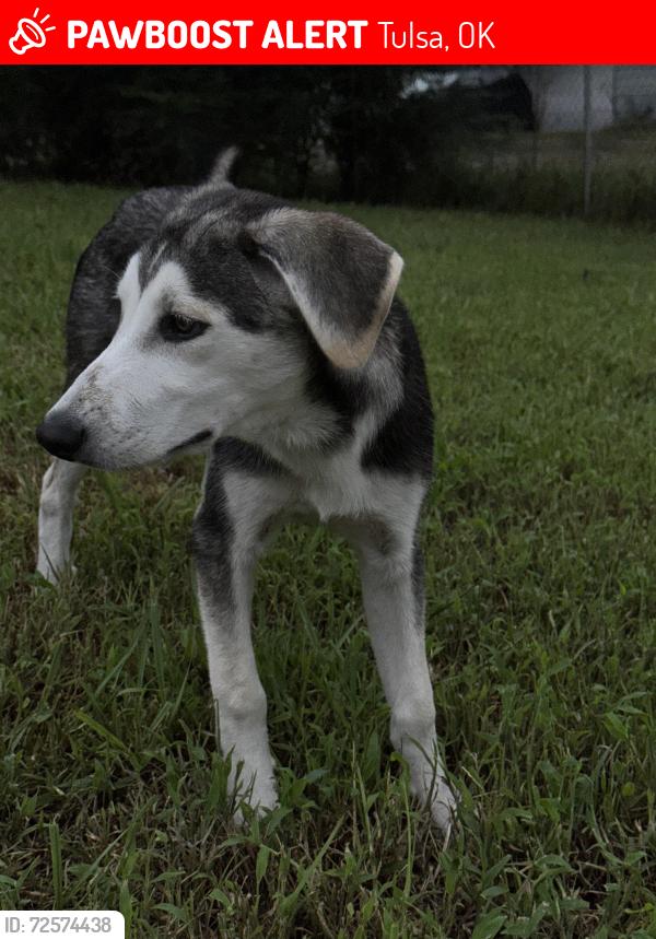 Lost Male Dog last seen Tulsa Animal Welfare Shelter, Tulsa, OK 74115