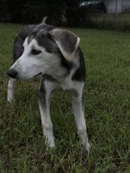 Lost Male Dog last seen Tulsa Animal Welfare Shelter, Tulsa, OK 74115