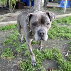 Found/Stray Female Dog last seen Near Marquardt Ave, Cerritos, CA 90703, Cerritos, CA 90703