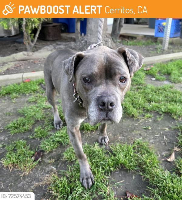 Found/Stray Female Dog last seen Near Marquardt Ave, Cerritos, CA 90703, Cerritos, CA 90703