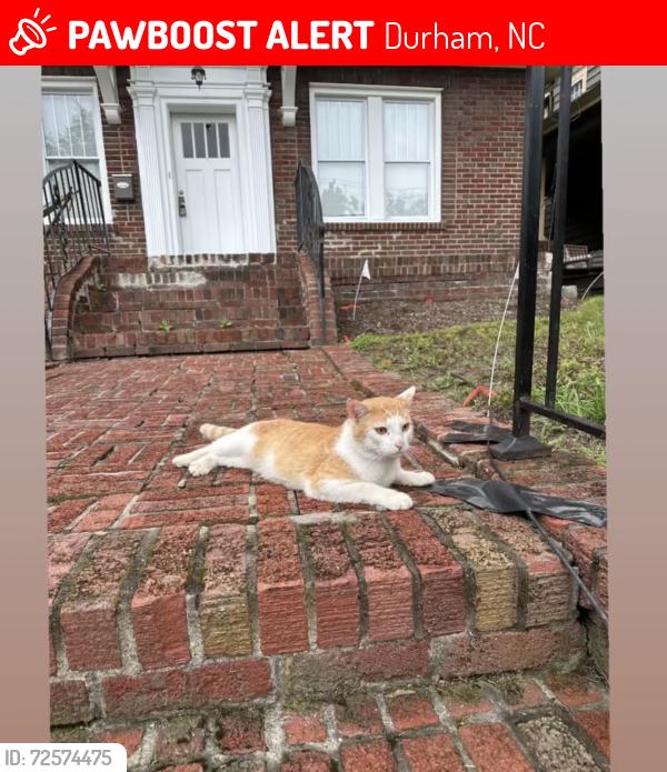 Lost Male Cat last seen Durham , Durham, NC 27701