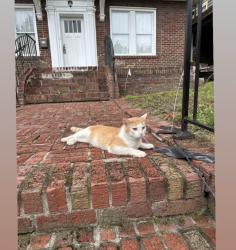 Lost Male Cat last seen Durham , Durham, NC 27701