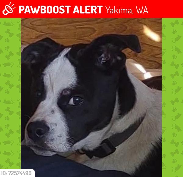 Lost Male Dog last seen Fair Ave And Nob hill blvd, Yakima, WA 98901