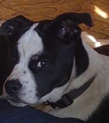 Lost Male Dog last seen Fair Ave And Nob hill blvd, Yakima, WA 98901