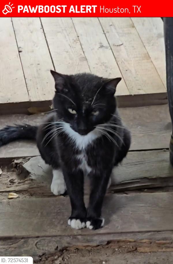 Lost Male Cat last seen near McDonald's at 9351 Farm to Market 1960 Rd W, Houston, TX 77070, Houston, TX 77064