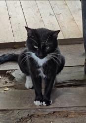 Lost Male Cat last seen near McDonald's at 9351 Farm to Market 1960 Rd W, Houston, TX 77070, Houston, TX 77064