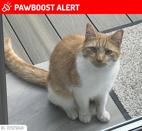 Lost Male Cat last seen Dagnam Park Drive,Harold Hill, Greater London, England RM3 9SA