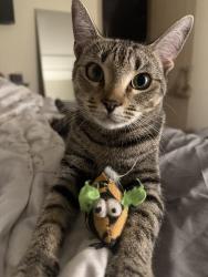 Lost Female Cat last seen By the basketball court, Auburn, AL 36830