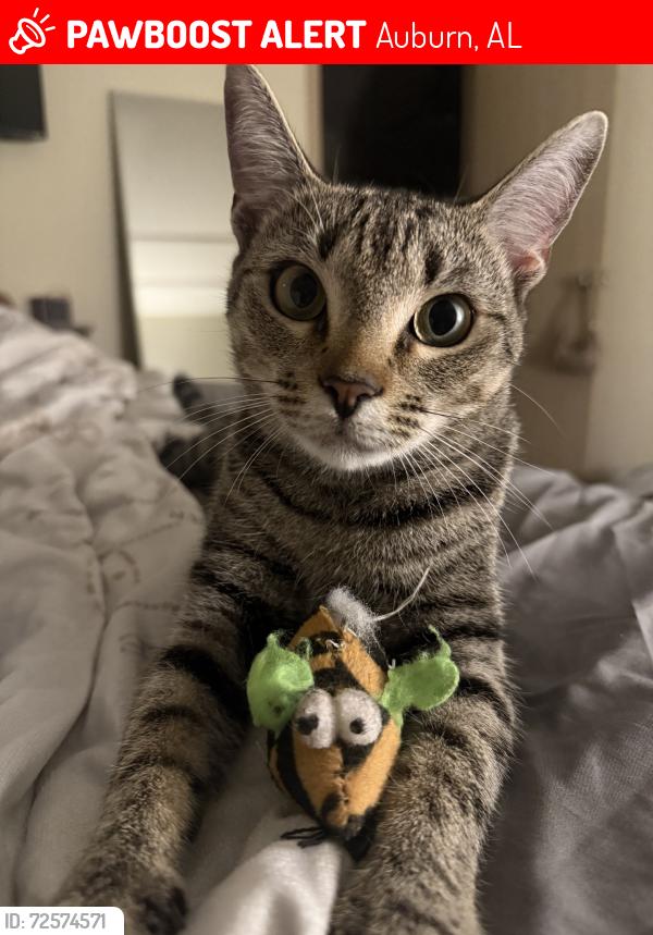 Lost Female Cat last seen By the basketball court, Auburn, AL 36830