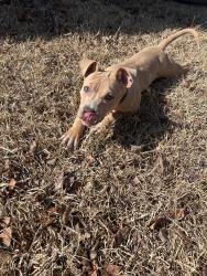 Lost Male Dog last seen Peridot Place, Durham, NC 27703
