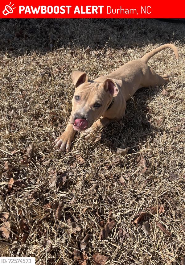 Lost Male Dog last seen Peridot Place, Durham, NC 27703