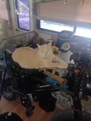 Lost Male Cat last seen Dollar General, Hyvee Leon , Leon, IA 50144