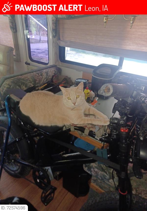 Lost Male Cat last seen Dollar General, Hyvee Leon , Leon, IA 50144