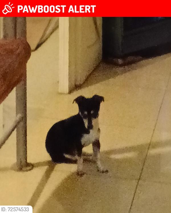 Lost Male Dog last seen oo at hacienda floresta del mar, Playas de Rosarito, B.C. 22703
