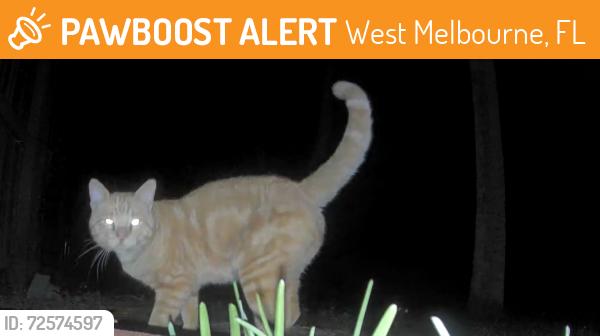 Found/Stray Unknown Cat last seen Eber Blvd and Minton Rd.  West Melbourne, West Melbourne, FL 32904