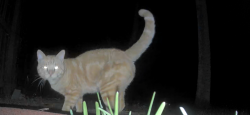 Found/Stray Unknown Cat last seen Eber Blvd and Minton Rd.  West Melbourne, West Melbourne, FL 32904