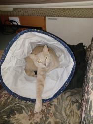 Lost Male Cat last seen Dollar General , Leon, IA 50144