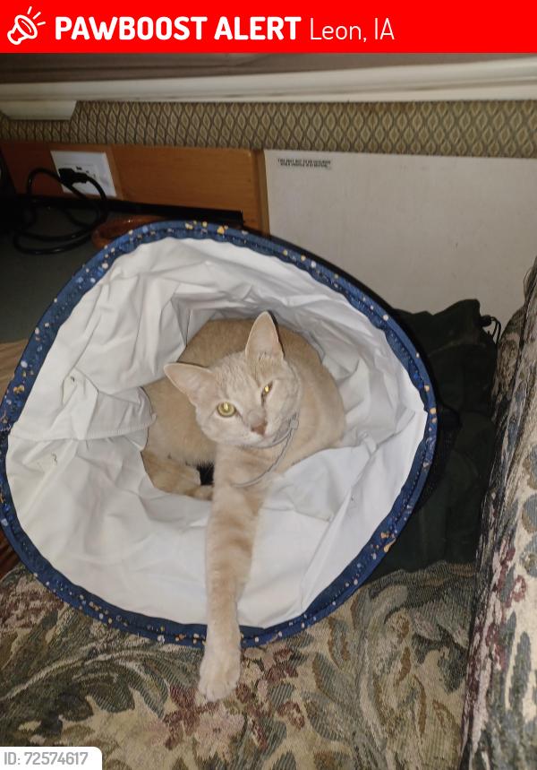 Lost Male Cat last seen Dollar General , Leon, IA 50144