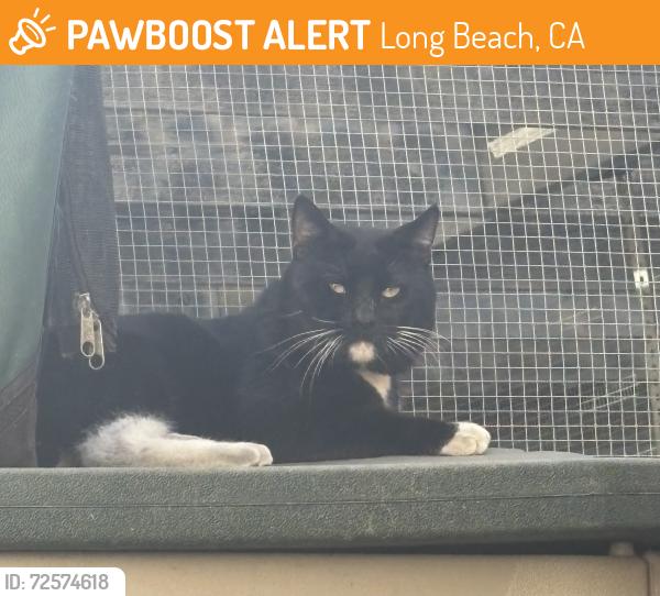 Found/Stray Unknown Cat last seen Del Amo & Cherry, Long Beach, CA 90807