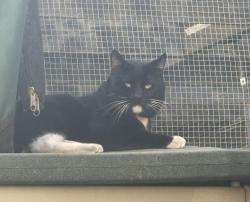Found/Stray Unknown Cat last seen Del Amo & Cherry, Long Beach, CA 90807