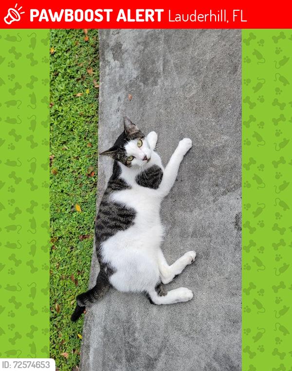 Lost Male Cat last seen 85th ave. and 53 St., Lauderhill, FL 33351
