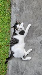 Lost Male Cat last seen 85th ave. and 53 St., Lauderhill, FL 33351