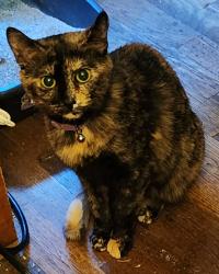 Lost Female Cat last seen Old 60 and pondview Dr, Wilkesboro, NC 28697