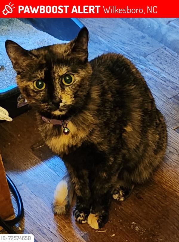 Lost Female Cat last seen Old 60 and pondview Dr, Wilkesboro, NC 28697