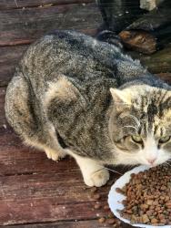 Found/Stray Male Cat last seen Crestview Hills neighborhood Lakeside, Spartanburg County, SC 29651