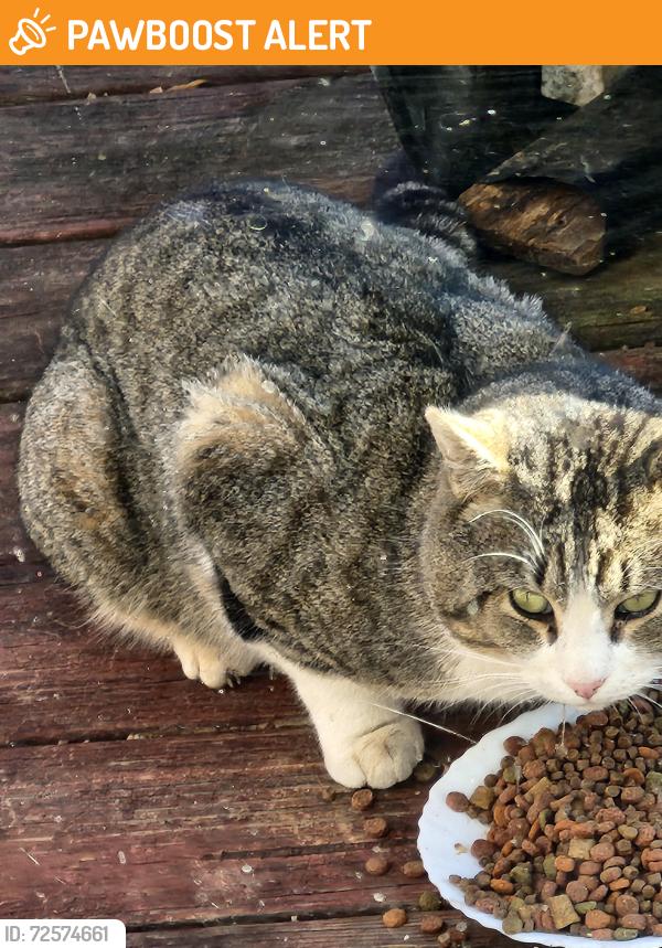 Found/Stray Male Cat last seen Crestview Hills neighborhood Lakeside, Spartanburg County, SC 29651