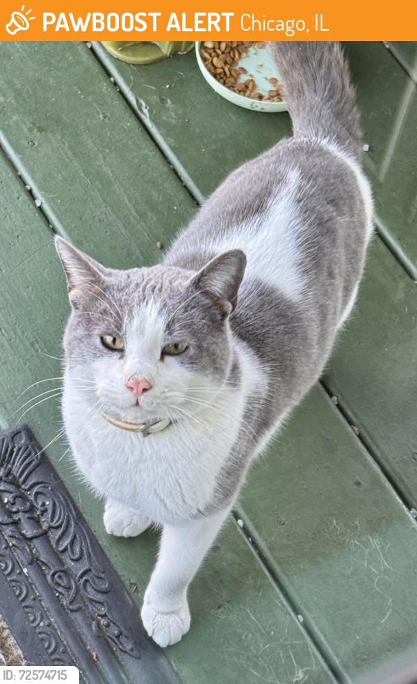 Found/Stray Female Cat last seen Near W 60th Street , Chicago, IL 60621