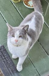 Found/Stray Female Cat last seen Near W 60th Street , Chicago, IL 60621