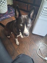 Lost Female Dog last seen Len Turner and Rowe, Jacksonville, FL 32208