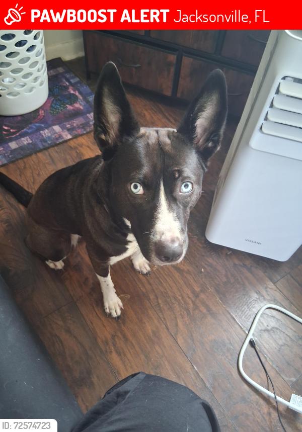 Lost Female Dog last seen Len Turner and Rowe, Jacksonville, FL 32208