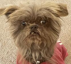 Lost Female Dog last seen possum kingdom fish hatchery , Graford, TX 76449