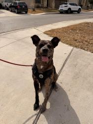 Found/Stray Male Dog last seen Shoreline, San Antonio, TX 78254