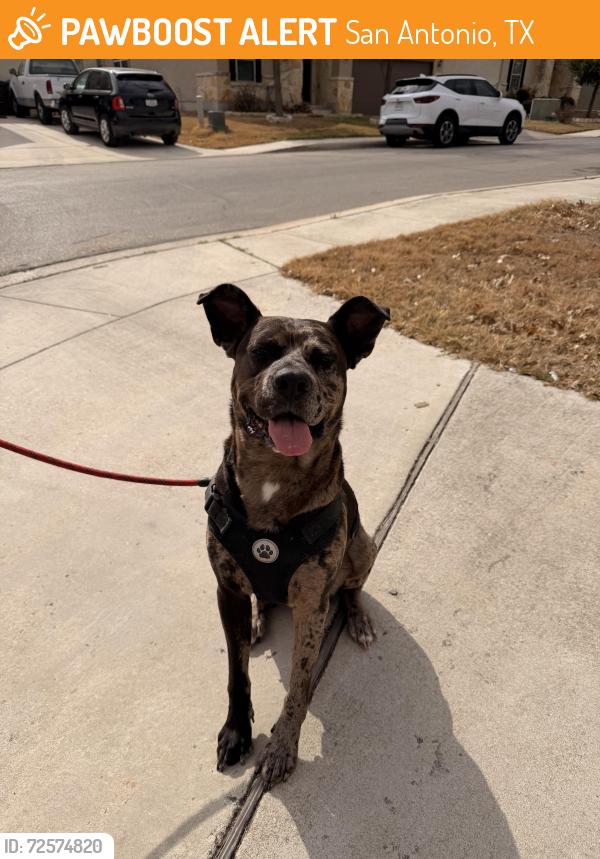 Found/Stray Male Dog last seen Shoreline, San Antonio, TX 78254