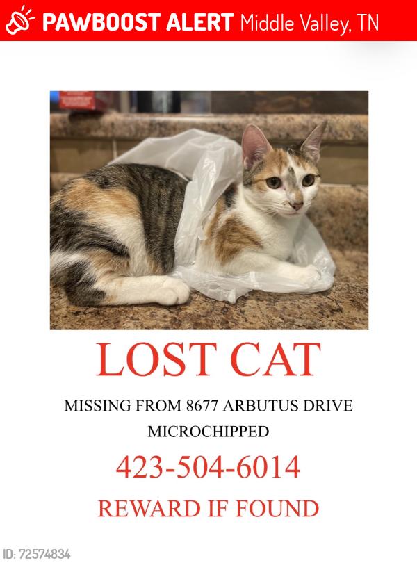 Lost Female Cat last seen Arbutus and danbridge, Middle Valley, TN 37343