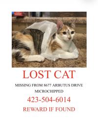 Lost Female Cat last seen Arbutus and danbridge, Middle Valley, TN 37343