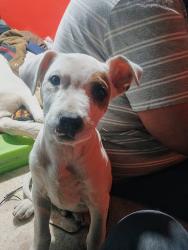 Lost Male Dog last seen Playmore beach road, Caldwell County, NC 28645