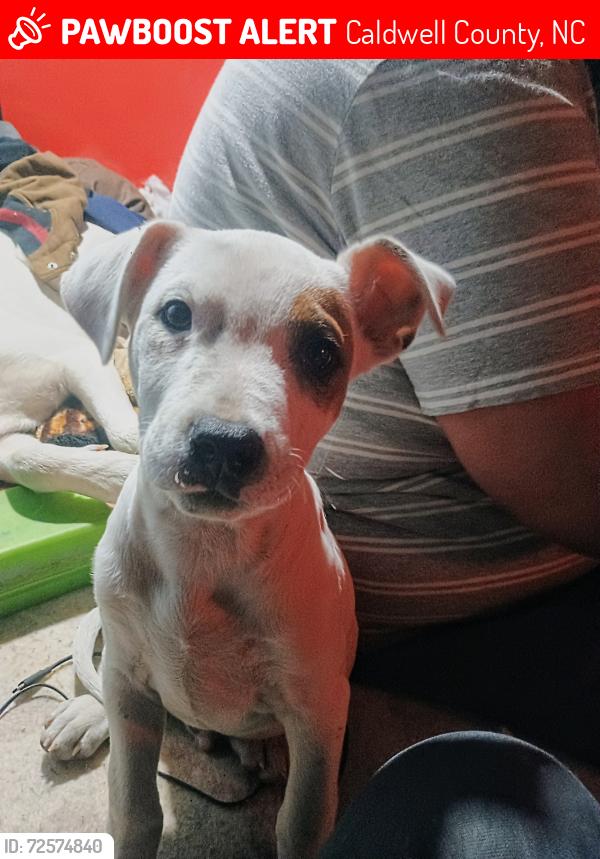 Lost Male Dog last seen Playmore beach road, Caldwell County, NC 28645