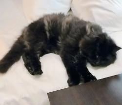 Lost Female Cat last seen Macarthur drive , Evansville, IN 47714