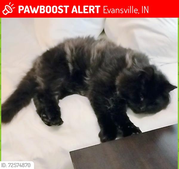 Lost Female Cat last seen Macarthur drive , Evansville, IN 47714