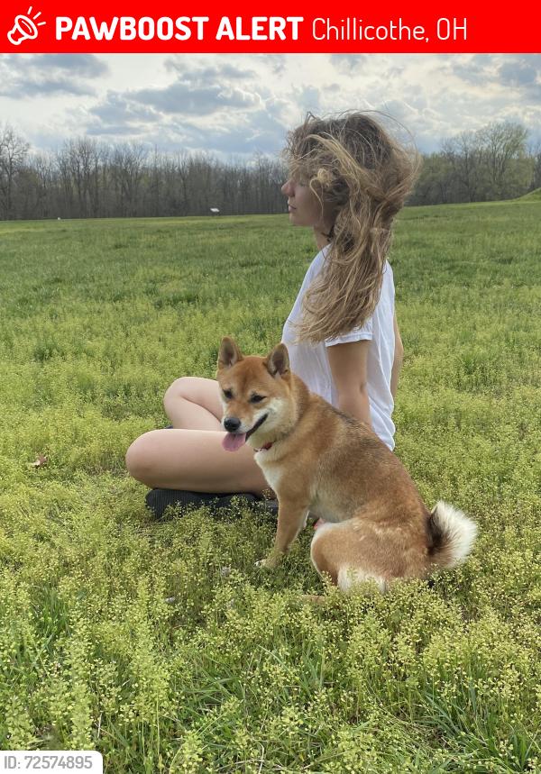Lost Female Dog last seen Zion Church , Chillicothe, OH 45601