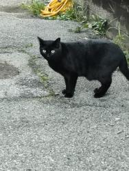Lost Female Cat last seen North shore oak Island st Revere , Revere, MA 02151