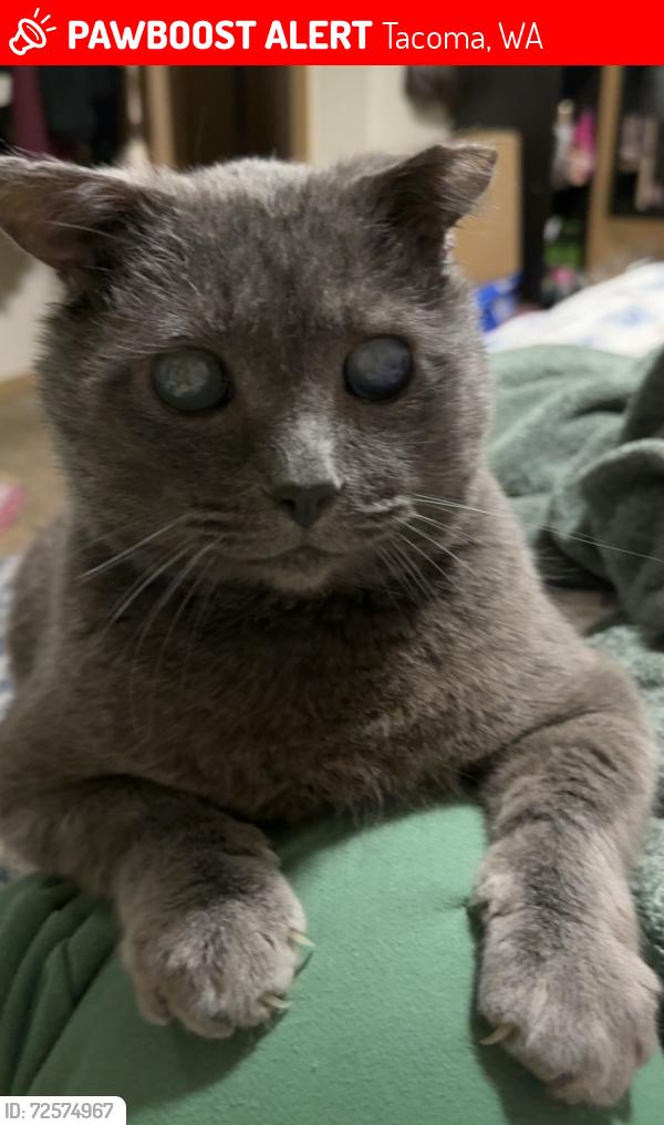 Lost Male Cat last seen 98th, Tacoma, WA 98444